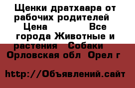 Щенки дратхаара от рабочих родителей › Цена ­ 22 000 - Все города Животные и растения » Собаки   . Орловская обл.,Орел г.